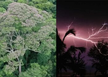 ایسا درخت جو آسمانی بجلی سے جلتا نہیں، طاقتور بن جاتا ہے! سائنسدان بھی حیران