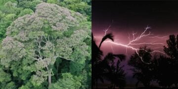 ایسا درخت جو آسمانی بجلی سے جلتا نہیں، طاقتور بن جاتا ہے! سائنسدان بھی حیران