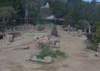 امریکی چڑیا گھر میں موجود ہاتھیوں نے زلزلے کے جھٹکوں پر الرٹ سرکل بنالیا