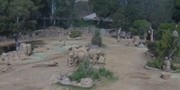 امریکی چڑیا گھر میں موجود ہاتھیوں نے زلزلے کے جھٹکوں پر الرٹ سرکل بنالیا