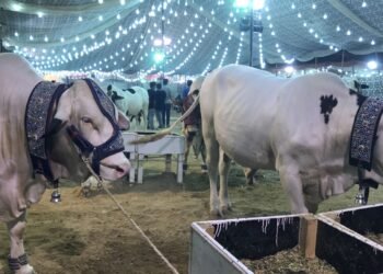 انتظار کی گھڑیاں ختم! کراچی میں ناردرن بائی پاس پر بڑی مویشی منڈی کا افتتاح، کب؟