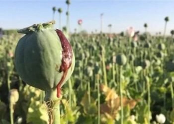 بلوچستان میں پوست کی فصل کے خلاف بڑا کریک ڈاؤن، 1200 ایکڑ پر کاشت فصل تلف