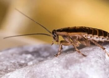 موسم گرم ہوتے ہی گھروں میں لال بیگوں کی تعداد اچانک بہت زیادہ کیوں بڑھ جاتی ہے؟