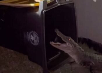 فلوریڈا میں ایسٹر ڈنر کے دوران مگرمچھ کی انٹری