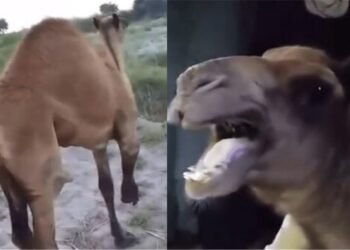 ڈی جی خان: معمولی رنجش پر بے زبان اونٹ پر کلہاڑیوں کے وار