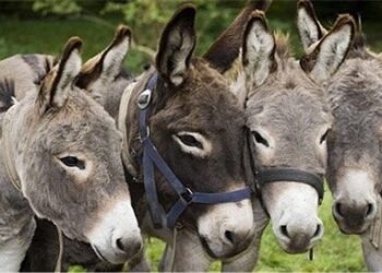 ملک میں گدھوں کی آبادی 60 لاکھ سے تجاوز، ایک سال میں 1 لاکھ کا اضافہ