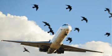 قربانی کے بعد لاپرواہی نہ کریں! آلائشیں فضائی حادثات کی وجہ بن سکتی ہیں: ایئرپورٹس اتھارٹی 