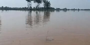 دریائے ستلج کے سیلابی ریلے سے بہاولپور میں 7 بند ٹوٹ گئے، ہزاروں ایکڑ پر فصلیں تباہ