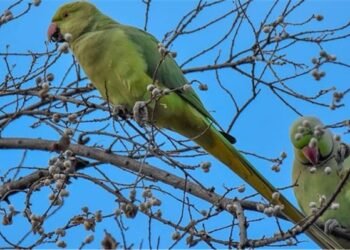 کراچی: طوطا پکڑنے کے بہانے نوجوان فلیٹ سے موبائل لے اُڑا