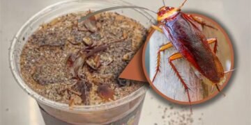 پسے ہوئے لال بیگوں سے تیار ’روچ کافی‘، ایک کپ کی قیمت جان کر دنگ رہ جائیں گے!